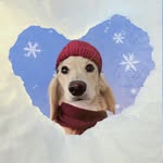 Winnie le Teckel 🌭 - @winnie_dox - Instagram