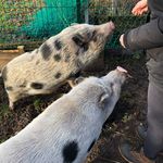@lotti.and.winnie - Instagram
