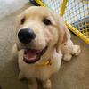 Winnie - @winnie_thegoldenbear - TikTok