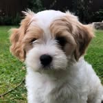 Winifred (Winnie) Mclean 🐶 - @iamwinniemclean - Instagram