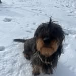 Winnie Mclean🐶 - @winnie.dachshundx - Instagram