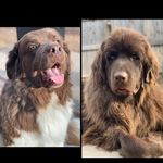 Norman And Winnie The Newfies - @normanandwinniethenewfies - Instagram