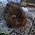 Norman Stanley Guinea-pig - @norman_and_winnie_guinea_pig - Instagram