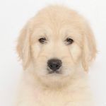 Winnie and Norman The Doodles - @winnieandnorman - Instagram
