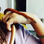 Winnie cornsnake & Norman chameleon - @norman_thechameleon23 - Instagram