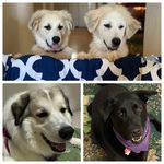 Winnie & Oliver - @thepyrfectpups - Instagram