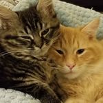 Milo, Winnie & Oliver - @milo_winnie_oliver - Instagram