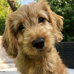 Oliver & Winnie Grant - @oliver_and_winnie_grant - Instagram