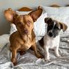 Winnie & Oliver - @winnie.and.oliver - TikTok
