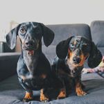 WINNIE & OLIVER | Animal Love - @theportuguesesausages - Instagram