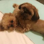 Winnie And Oliver 🐶🐶🐾❤️ - @winnieandoliver - Instagram