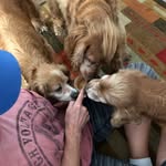 Poohbear1951 - @reilly_and_winnie - Instagram