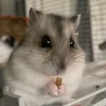 Winifred Montgomery Gallifrey Malinky Baudelaire Reilly II - @winniethetanghallhamster - Instagram