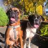 winnie and groot - @doubletroubleboxers - TikTok
