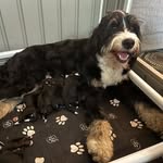 Russell Ranch Bernedoodles - @russell_ranch_winnie - Instagram