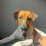 Winnie 🤎 Jack russell terrier🤍 - @winnie_jackrussellterrier - Instagram
