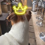 Winnie🐶 - @jack.russell_winnie - Instagram
