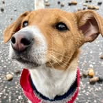 @winnie_jack_russell - Instagram