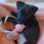 Winnie The Jack Russell - @_winniethejackrussell - Instagram
