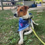 Winnie the Pooh 🐾❤️ - @winnie.the.jack.russell - Instagram