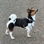 Winnie - @winnie_the_jack_russell - Instagram