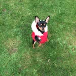 Winnie.russiantoy - @winnie.russiantoy - Instagram