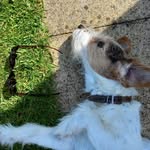 Winston - @_winnie_jack.russell_ - Instagram