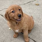Winnie Sims - @winnie_the_golden_sims - Instagram