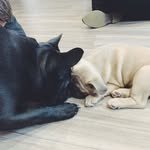 T H E O & W I N N I E 🐾 - @theodoreandwinniefrenchies - Instagram
