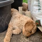 Teddy & Winnie 🐻🐻 - @theodore_n_winnie_the_poodles - Instagram