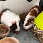 Theodore and Winnie - @theodoreeandwinnieee - Instagram