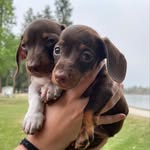 Winifred & Theodore - @adventures.of.winnie.and.teddy - Instagram