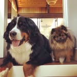 Winnie and Theodore - @bernerpom - Instagram