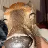 Winnie the doe - @winnies.world85 - TikTok