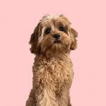Winnie the Theodore (Cavoodle) 🐾 - @winnie.the.theodore - Instagram