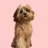 Winnie - @winnie.the.theodore - TikTok