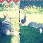 🐰wīnnie&theōdore🐰 - @winnieotheodoreo_ - Instagram