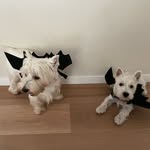 Winnifred & Theodore ✨ - @winniethewestie11 - Instagram