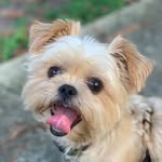 Winnie Bear Vance - @the.winnie.bear - Instagram