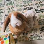 wally & louvie - @winnie.wally - Instagram