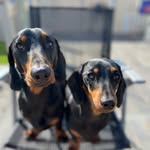 Winnie & Wallace 🏴󠁧󠁢󠁳󠁣󠁴󠁿 - @winnieandwallacethewieners - Instagram