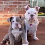 Winnie & Wally - @winnie_wally_aussie_bulldog - Instagram