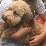 Winnie Wall - @winnie.the_spoodle - Instagram
