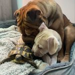 Winnie, Wally & Flip 🐾🐾🐢 - @winnie.and.wallys.adventures - Instagram