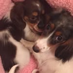Winnie, Wednesday, and Wally - @winnieandwednesdaywally - Instagram
