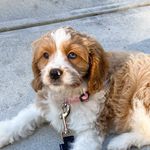 Winnie - @winniewallacethecavapoo - Instagram