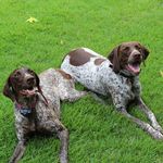 Winnie.Wally.GSP - @winnie.wally.gsp - Instagram