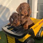 💖 Winnie & Walter 💙 - @winniexwalter_thedaxies - Instagram