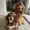 Izzy and the spaniels 🤎 - @winnie.walter - TikTok