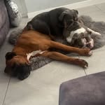 Scooby, Winnie & Walter 🐾 - @scoobywinnieandwaltertoo - Instagram